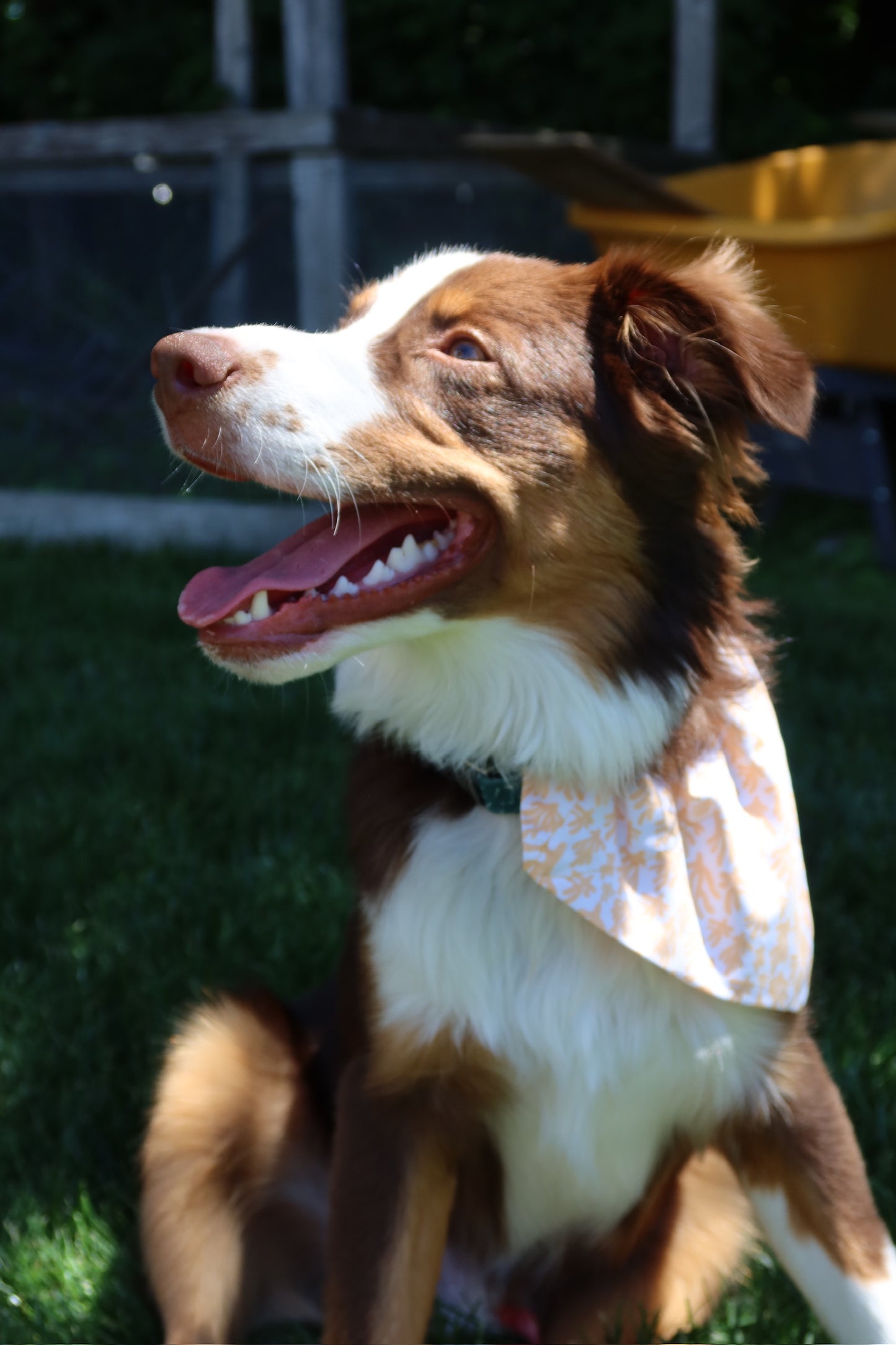 In-the-ruff dog bandanas